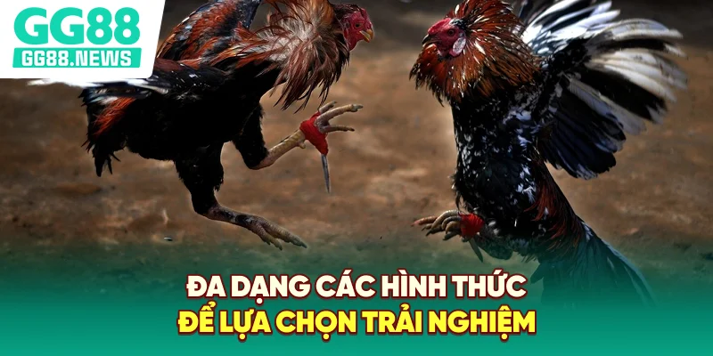 Đa dạng các hình thức để lựa chọn trải nghiệm Đa dạng các hình thức để lựa chọn trải nghiệm