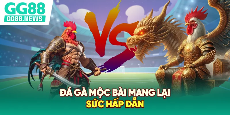 Đá gà Mộc Bài mang lại sức hấp dẫn Đá gà Mộc Bài mang lại sức hấp dẫn