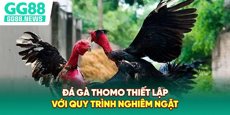 Đá gà Thomo thiết lập với quy trình nghiêm ngặt Đá gà Thomo thiết lập với quy trình nghiêm ngặt